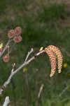 Green alder <BR>Mountain alder